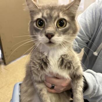 Domestic Medium Hair Cats Available for Adoption in Birmingham, Alabama - Juliet | PetCurious
