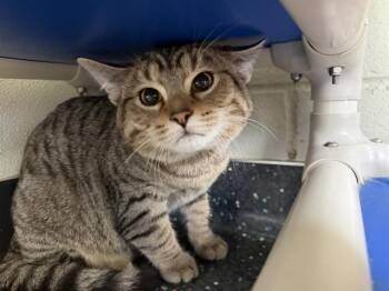 Domestic Short Hair Cats Available for Adoption in Peoria, Illinois - LEWIS | PetCurious