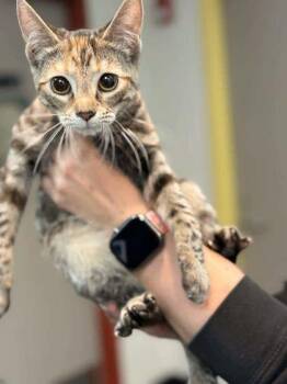 Domestic Short Hair Cats Available for Adoption in Memphis, Tennessee - Bagoon | PetCurious