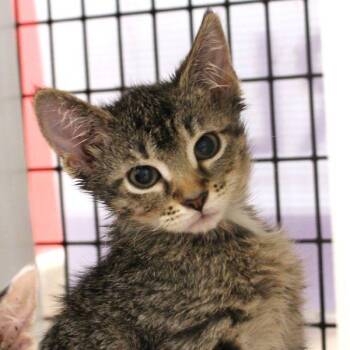 Jonesy -  Domestic Short Hair Cat for Adoption in Des Moines, Iowa - Jonesy | PetCurious