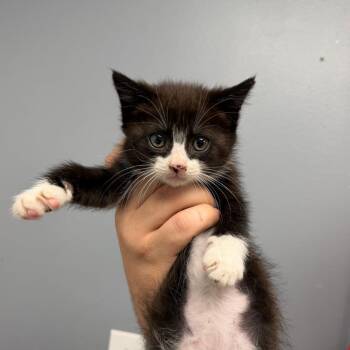 Pop -  Domestic Short Hair Cat for Adoption in Birmingham, Alabama - Pop | PetCurious
