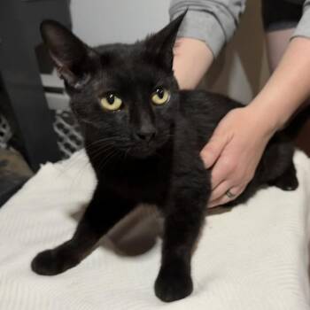 Onyx -  Domestic Short Hair Cat Available for Adoption in Midland, Texas - Onyx | PetCurious