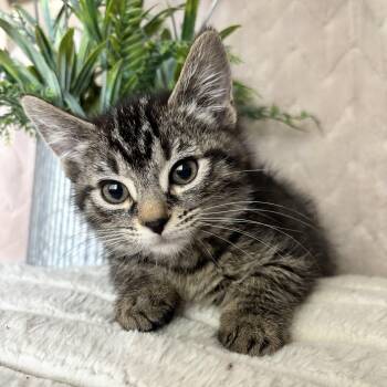 Rescue Domestic Short Hair Cats for Adoption in Ephrata, Washington - Karla | PetCurious