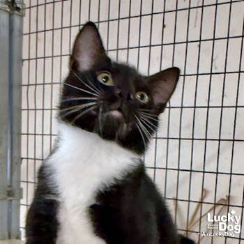 Rescue Domestic Short Hair and Tuxedo Cats for Adoption in Washington, District Of Columbia - Kyle | PetCurious