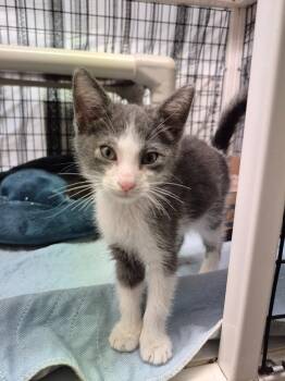 Garnet -  Domestic Short Hair Cat for Adoption in Cincinnati, Ohio - Garnet | PetCurious