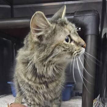 Domestic Medium Hair Cats Available for Adoption - Pippy 26-0168 | PetCurious