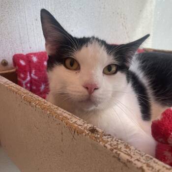 Domestic Short Hair Cats Available for Adoption in West Des Moines, Iowa - Sneezy | PetCurious