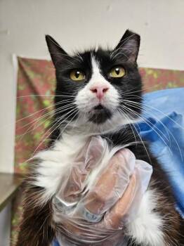 Panda -  Domestic Medium Hair and Domestic Short Hair Cat for Adoption in San Antonio, Texas - Panda | PetCurious