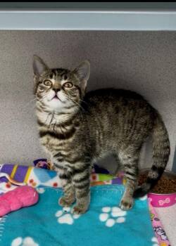 Portland -  Domestic Short Hair Cat for Adoption in Montgomery, New Jersey - Portland | PetCurious
