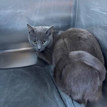 Domestic Short Hair Cats Available for Adoption - Mork (bonded With Mindy) | PetCurious