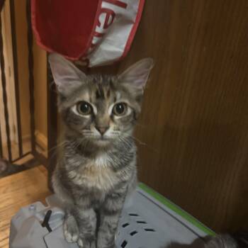 Clover -  Domestic Medium Hair Cat for Adoption in Melrose, Massachusetts - Clover | PetCurious