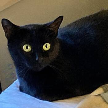 Cheyenne -  Domestic Short Hair Cat for Adoption in Springfield, Missouri - Cheyenne | PetCurious