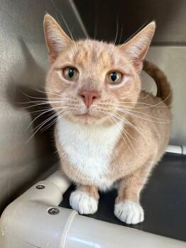 Domestic Short Hair Cats Available for Adoption - Moe | PetCurious