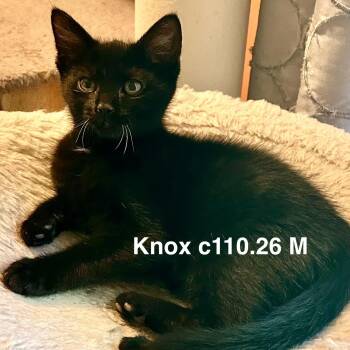 Foster Knox -  Domestic Short Hair Cat for Adoption in Batavia, New York - Foster Knox | PetCurious