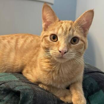 Chloe -  Domestic Short Hair Cat for Adoption in Madison, Wisconsin - Chloe | PetCurious