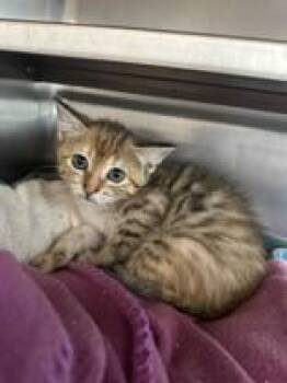 Anika -  Domestic Short Hair Cat for Adoption in Manitowoc, Wisconsin - Anika | PetCurious