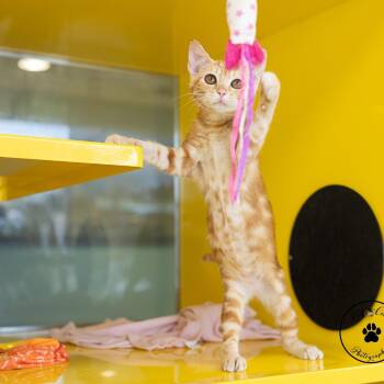 Wormy -  Domestic Short Hair Cat for Adoption in Abilene, Texas - Wormy | PetCurious