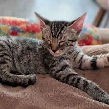 Ricrac - Chino Hills Location -  Domestic Short Hair Cat for Adoption in Chino Hills, California - Ricrac - Chino Hills Location | PetCurious