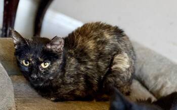 Gardenia -  Domestic Short Hair Cat for Adoption in Augusta, Georgia - Gardenia | PetCurious