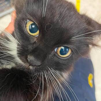 James -  Domestic Long Hair Cat for Adoption in Hemet, California - James | PetCurious