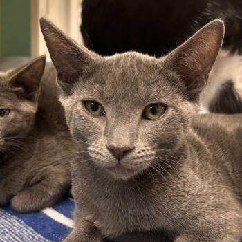 Soup II -  Domestic Short Hair Cat for Adoption in Fresno, California - Soup II | PetCurious