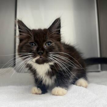 Queen -  Domestic Medium Hair Cat for Adoption in Milton, Florida - Queen | PetCurious
