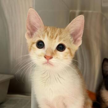 Joy -  Domestic Short Hair Cat for Adoption in Goleta, California - Joy | PetCurious