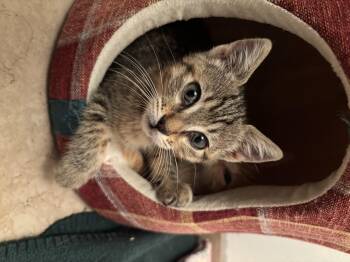 Domestic Short Hair Cats Available for Adoption in Long Beach, California - Miso | PetCurious