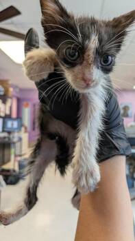 McCoy* -  Domestic Short Hair Cat for Adoption in El Paso, Texas - McCoy* | PetCurious