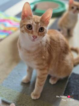 Ireland -  Domestic Short Hair Cat Available for Adoption in Shakespeare, Ontario - Ireland | PetCurious