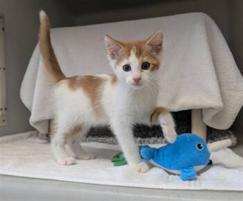 Domestic Short Hair Cats Available for Adoption in Salinas, California - GIZMO | PetCurious