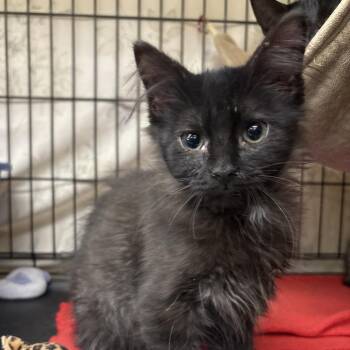 Gravitron -  Domestic Long Hair Cat for Adoption in Monroe, Michigan - Gravitron | PetCurious