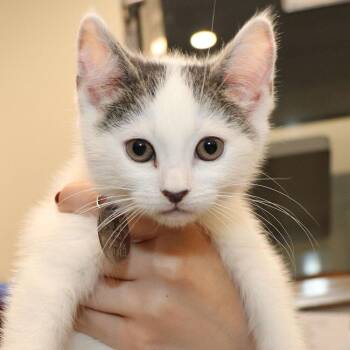 Haru -  Domestic Short Hair Cat for Adoption in Port Washington, New York - Haru | PetCurious