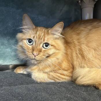 Zeus -  Domestic Long Hair Cat for Adoption in Oakland, California - Zeus | PetCurious