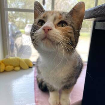 Perfect Stranger -  Domestic Short Hair Cat for Adoption in Carencro, Louisiana - Perfect Stranger | PetCurious