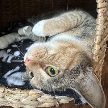 Domestic Short Hair Cats Available for Adoption - Nora | PetCurious