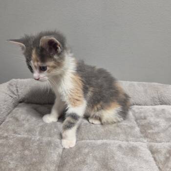 Domestic Short Hair Cats Available for Adoption in Columbia, Missouri - Snickers | PetCurious