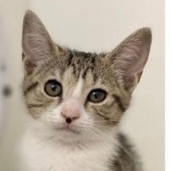Domestic Short Hair Cats Available for Adoption - Nan | PetCurious