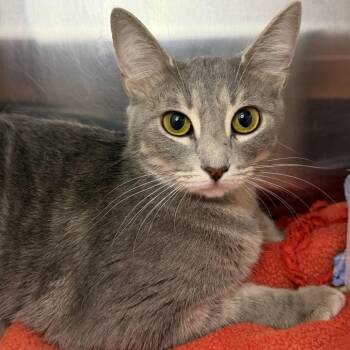 Matcha -  Domestic Short Hair Cat for Adoption in Los Angeles, California - Matcha | PetCurious