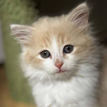 Scooby-Doo -  Tabby and Domestic Long Hair Cat for Adoption in Shippenville, Pennsylvania - Scooby-Doo | PetCurious