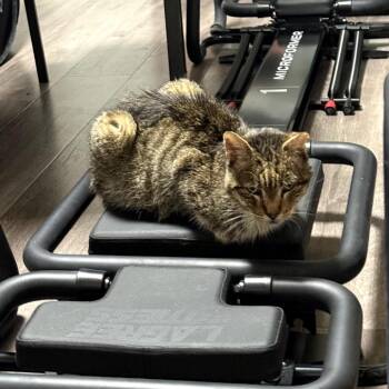 Domestic Short Hair Cats Available for Adoption in Los Angeles, California - Cyrus The Great | PetCurious
