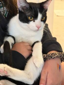 Domestic Short Hair Cats Available for Adoption in St. Helens, Oregon - King | PetCurious