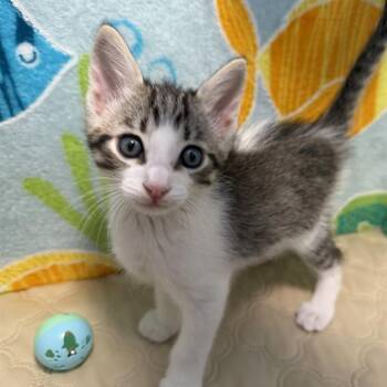 Domestic Short Hair Cats Available for Adoption in San Antonio, Texas - A803565 | PetCurious