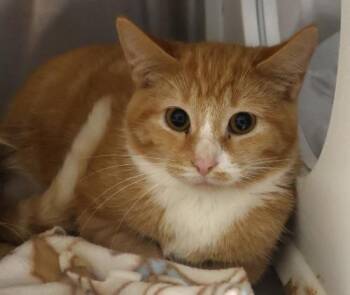 Bug -  Domestic Medium Hair Cat for Adoption in Thief River Falls, Minnesota - Bug | PetCurious