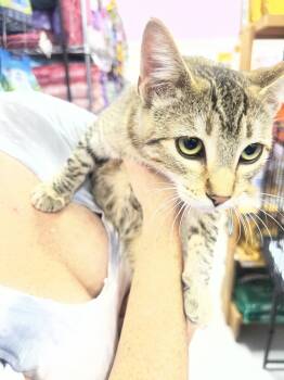 Rescue Abyssinian and Domestic Short Hair Cats for Adoption in Redlands, California - Sunset | PetCurious