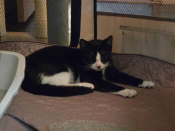 Borra -  American Shorthair Cat for Adoption in Hagaman, New York - Borra | PetCurious