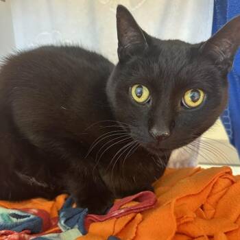 Domestic Short Hair Cats Available for Adoption - Rafiki (ID 50684/858) | PetCurious