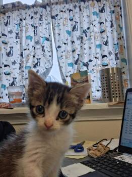 TJ -  Domestic Short Hair Cat for Adoption in Ogdensburg, New York - TJ | PetCurious