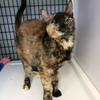Rescue Domestic Short Hair Cats for Adoption in Ruckersville, Virginia - Beef And Broccoli | PetCurious