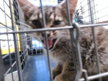 Domestic Short Hair Cats Available for Adoption in Tulsa, Oklahoma - VEGAS | PetCurious